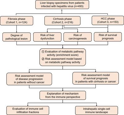 Development and investigation of metabolism-associated risk assessment models for patients with viral hepatitis